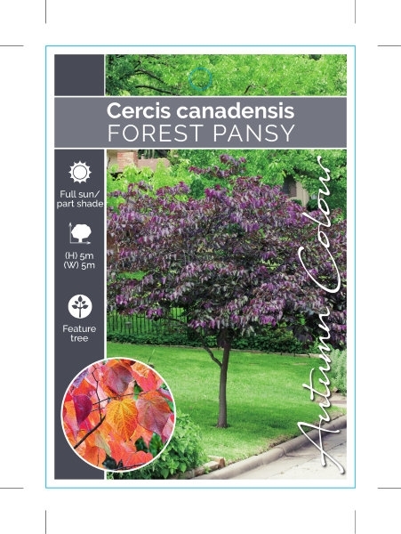 Picture of CERCIS CANADENSIS FOREST PANSY                                                                                                                        