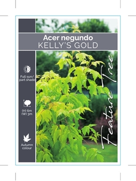 Picture of ACER NEGUNDO KELLYS GOLD                                                                                                                              