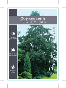 Picture of QUERCUS CERRIS TURKEY OAK                                                                                                                             