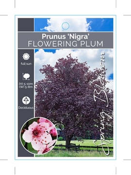 Picture of PRUNUS CERASIFERA NIGRA FLOWERING PLUM                                                                                                                