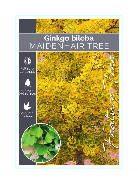 Picture of GINKGO BILOBA MAIDENHAIR TREE                                                                                                                         