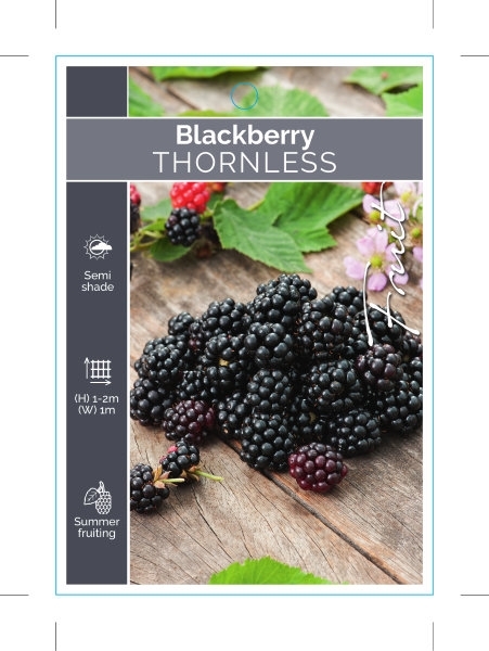 Picture of FRUIT BLACKBERRY THORNLESS (RUBUS CANADENSIS)                                                                                                         