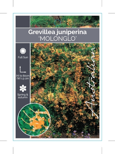 Picture of GREVILLEA JUNIPERINA MOLONGLO                                                                                                                         