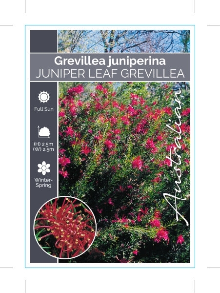 Picture of GREVILLEA JUNIPERINA                                                                                                                                  