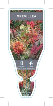 Picture of GREVILLEA (MIXED PICTURE)                                                                                                                             
