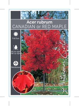 Picture of ACER RUBRUM CANADIAN OR RED MAPLE                                                                                                                     