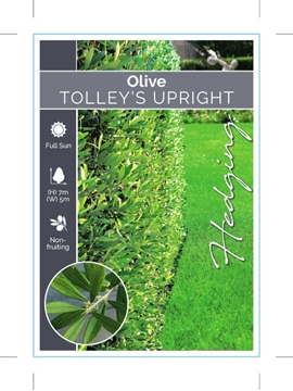 Picture of OLIVE TOLLEYS UPRIGHT                                                                                                                                 