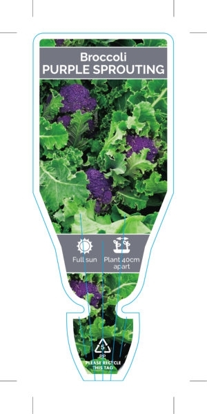 Picture of VEGETABLE BROCCOLI PURPLE SPROUTING                                                                                                                   