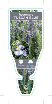 Picture of ROSEMARY OFFICINALIS TUSCAN BLUE                                                                                                                      