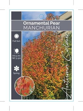 Picture of PYRUS USSURIENSIS MANCHURIAN PEAR                                                                                                                     