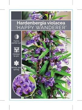 Picture of HARDENBERGIA VIOLACEA HAPPY WANDERER                                                                                                                  