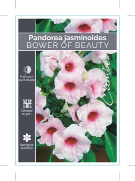 Picture of PANDOREA JASMINOIDES BOWER OF BEAUTY                                                                                                                  