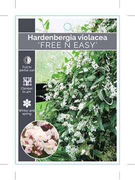 Picture of HARDENBERGIA VIOLACEA FREE N EASY                                                                                                                     
