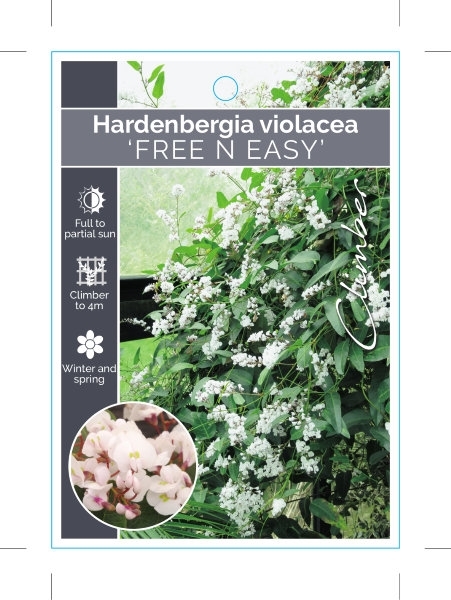 Picture of HARDENBERGIA VIOLACEA FREE N EASY                                                                                                                     