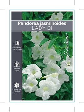 Picture of PANDOREA JASMINOIDES LADY DI                                                                                                                          