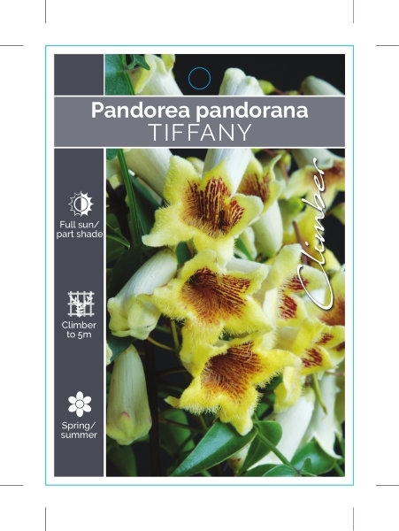 Picture of PANDOREA JASMINOIDES TIFFANY                                                                                                                          