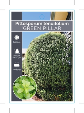 Picture of PITTOSPORUM TENUIFOLIUM GREEN PILLAR                                                                                                                  