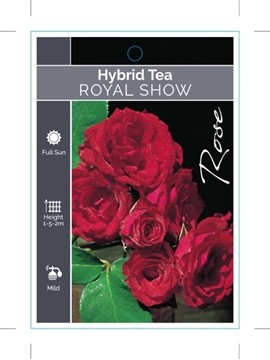 Picture of ROSE ROYAL SHOW (HT)                                                                                                                                  