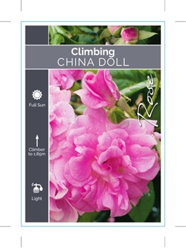Picture of ROSE CHINA DOLL CLIMBING                                                                                                                              