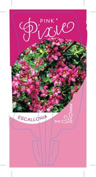 Picture of ESCALLONIA PINK PIXIE                                                                                                                                 