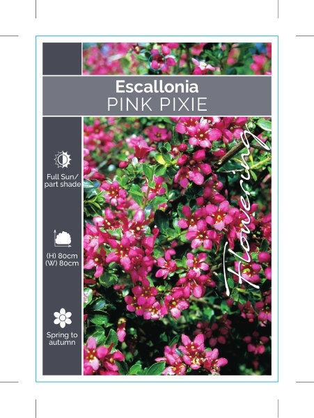 Picture of ESCALLONIA PINK PIXIE                                                                                                                                 