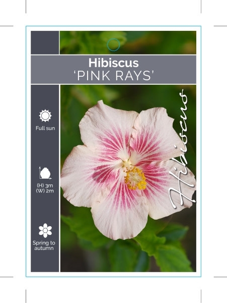 Picture of HIBISCUS PINK RAYS                                                                                                                                    