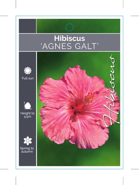 Picture of HIBISCUS AGNES GALT                                                                                                                                   