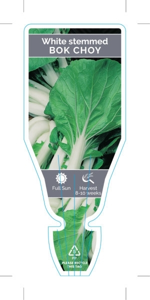 Picture of VEGETABLE BOK CHOY WHITE STEMMED (Brassica rapa var. chinensis)                                                                                       