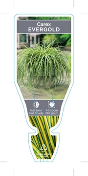 Picture of **CAREX OSHIMENSIS EVERGOLD                                                                                                                           