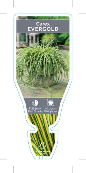 Picture of CAREX OSHIMENSIS EVERGOLD                                                                                                                             