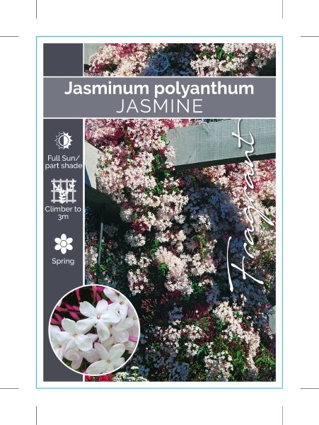Picture of JASMINUM POLYANTHUM JASMINE                                                                                                                           