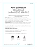 Picture of ACER PALMATUM BLOODGOOD JAPANESE MAPLE Jumbo Tag                                                                                                      
