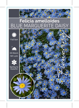 Picture of FELICIA AMELLOIDES BLUE MARGUERITE DAISY                                                                                                              