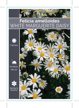 Picture of FELICIA AMELLOIDES WHITE MARGUERITE DAISY                                                                                                             