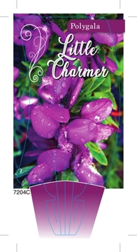 Picture of POLYGALA LITTLE CHARMER                                                                                                                               