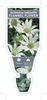 Picture of ACTINOTUS HELIANTHI FLANNEL FLOWER                                                                                                                    
