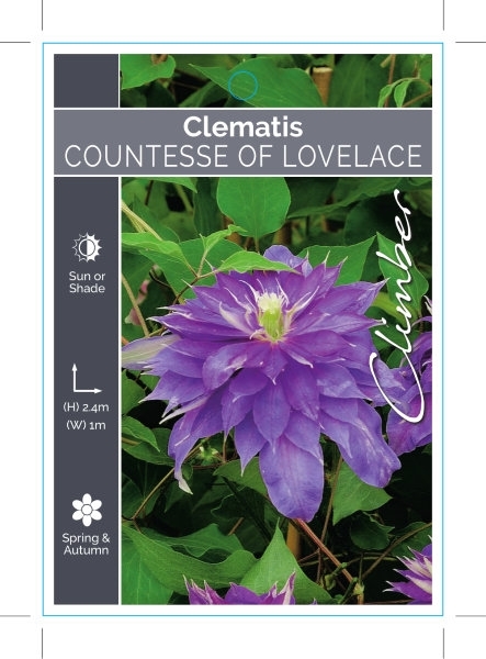 Picture of CLEMATIS COUNTESSE OF LOVELACE                                                                                                                        