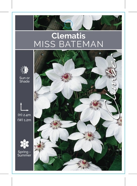 Picture of CLEMATIS MISS BATEMAN                                                                                                                                 