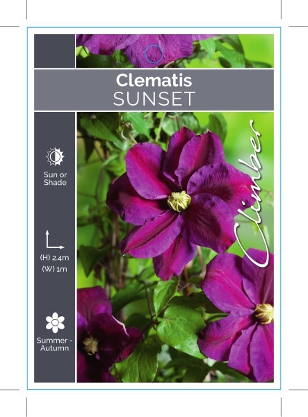 Picture of CLEMATIS SUNSET                                                                                                                                       