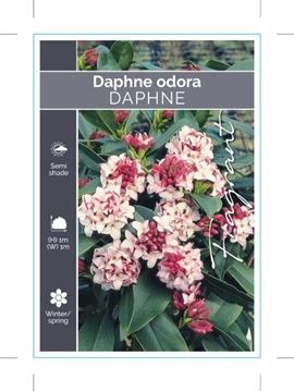 Picture of DAPHNE ODORA                                                                                                                                          