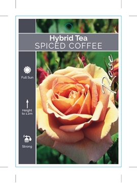 Picture of ROSE SPICED COFFEE (HT)                                                                                                                               