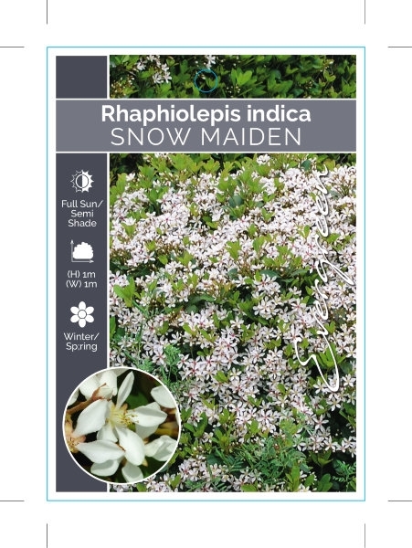 Picture of RHAPHIOLEPIS SNOW MAIDEN                                                                                                                              