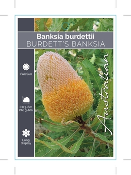 Picture of BANKSIA BURDETTII                                                                                                                                     
