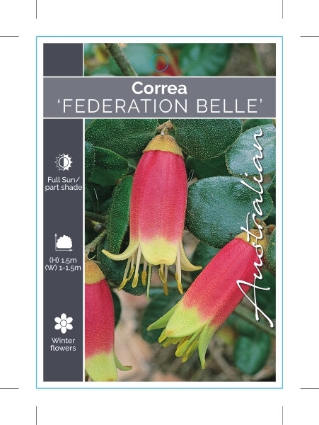 Picture of CORREA FEDERATION BELLE                                                                                                                               