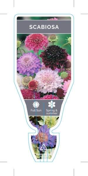 Picture of SCABIOSA MIXED PICTURE (UNNAMED VARIETY)                                                                                                              