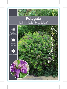 Picture of POLYGALA LITTLE POLLY                                                                                                                                 