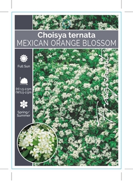 Picture of CHOISYA TERNATA MEXICAN ORANGE BLOSSOM                                                                                                                