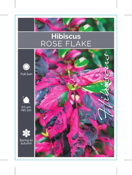 Picture of HIBISCUS ROSE FLAKE                                                                                                                                   