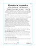 Picture of PLATANUS HISPANICA LONDON PLANE TREE Jumbo Tag                                                                                                        