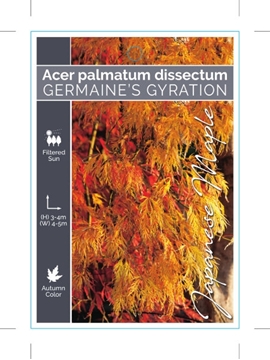 Picture of ACER PALMATUM DISSECTUM GERMAINES GYRATION                                                                                                            